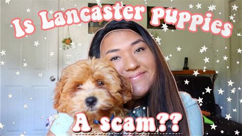 lancaster puppies scam